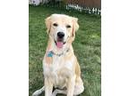 Riley, Golden Retriever For Adoption In Arlington, Massachusetts