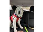 Major, Golden Retriever For Adoption In Arlington, Massachusetts