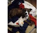 Aja, Terrier (unknown Type, Medium) For Adoption In Tipp City, Ohio