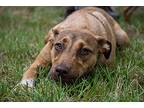 Allyson Felix, American Staffordshire Terrier For Adoption In Fulton, Texas