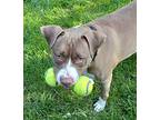 Willow, Terrier (unknown Type, Medium) For Adoption In Tipp City, Ohio