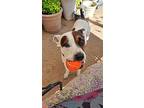 Lucky, Jack Russell Terrier For Adoption In Dallas, Texas