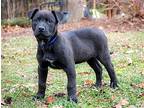 Puppy Bruce Really Fun, Labrador Retriever For Adoption In Andover, Connecticut
