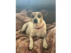 Lucy~, Jack Russell Terrier For Adoption In Columbia, Tennessee