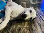 Cooper Cp ~, Jack Russell Terrier For Adoption In Columbia, Tennessee