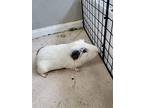 Snowball (fostered In Blair), Guinea Pig For Adoption In Papillion, Nebraska