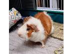 Ronald (fostered In Blair), Guinea Pig For Adoption In Papillion, Nebraska