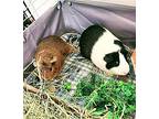 Ginger (fostered In Elkhorn), Guinea Pig For Adoption In Papillion, Nebraska