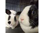Wigglytuff & Jigglypuff, Other/unknown For Adoption In Baton Rouge, Louisiana
