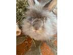 Walter (fostered In Omaha), Angora, French For Adoption In Papillion, Nebraska