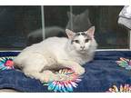 Flower, Maine Coon For Adoption In Chicago, Illinois