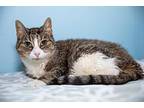 Mighty Cat, Domestic Shorthair For Adoption In Chicago, Illinois