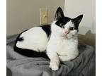 Bridget, Domestic Shorthair For Adoption In Chicago, Illinois