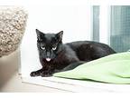 Blackie, Domestic Shorthair For Adoption In Chicago, Illinois