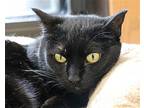 Tink, Domestic Shorthair For Adoption In Fargo, North Dakota