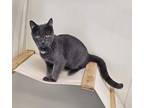 Gino, Domestic Shorthair For Adoption In Larned, Kansas