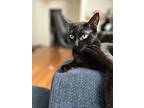 Trolle, Domestic Shorthair For Adoption In Chicago, Illinois