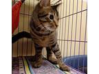 Jin #introvert, Domestic Shorthair For Adoption In Houston, Texas