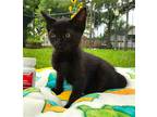 Aleve #pain-reliever-kitty, Bombay For Adoption In Houston, Texas