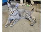 Chuckie, Domestic Shorthair For Adoption In Larned, Kansas