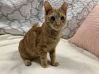 Lavender-may, Domestic Shorthair For Adoption In Wilmington, North Carolina