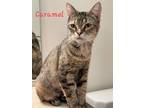 Caramel, Domestic Shorthair For Adoption In Oakville, Ontario