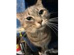 Mitch, Domestic Shorthair For Adoption In Inez, Kentucky