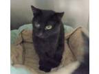 Wikken, Domestic Shorthair For Adoption In Terre Haute, Indiana