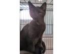 Trigger, Domestic Mediumhair For Adoption In Terre Haute, Indiana