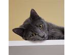 Angel #loving-uncle, Russian Blue For Adoption In Houston, Texas