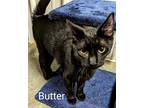 Butter, Domestic Shorthair For Adoption In Terre Haute, Indiana