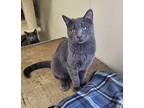 Sapphire, Domestic Shorthair For Adoption In Larned, Kansas