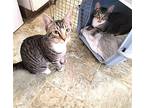 Mickey & Minnie #bonded-pair, Domestic Shorthair For Adoption In Houston, Texas