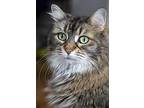 Angel, Domestic Longhair For Adoption In Chicago, Illinois