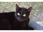 Cora, Domestic Shorthair For Adoption In Hammond, Louisiana