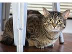Pingping, Domestic Shorthair For Adoption In Chicago, Illinois