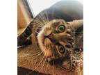 Mama Maria & Harriet, Domestic Shorthair For Adoption In Oro Valley, Arizona