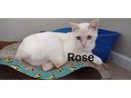 Rose, Siamese For Adoption In Inez, Kentucky