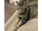 Domino, Domestic Shorthair For Adoption In Stanford, California