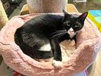 Randon, Domestic Shorthair For Adoption In Hammond, Louisiana