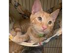 Delta #son-of-mia, Domestic Shorthair For Adoption In Houston, Texas