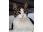 Jaspurr, Domestic Shorthair For Adoption In Chicago, Illinois