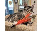 Minnie #bonded-to-mickey-mouse, Domestic Shorthair For Adoption In Houston