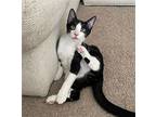 Mario #mama-mia, Domestic Shorthair For Adoption In Houston, Texas