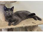 Tad, Domestic Shorthair For Adoption In Larned, Kansas