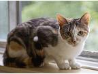 Rena, Domestic Shorthair For Adoption In Chicago, Illinois