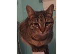 Duffi, Domestic Shorthair For Adoption In Chicago, Illinois
