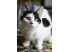 Buffy, Domestic Shorthair For Adoption In Chicago, Illinois