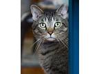 Milan, Domestic Shorthair For Adoption In Chicago, Illinois