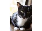 Meera, Domestic Shorthair For Adoption In Chicago, Illinois